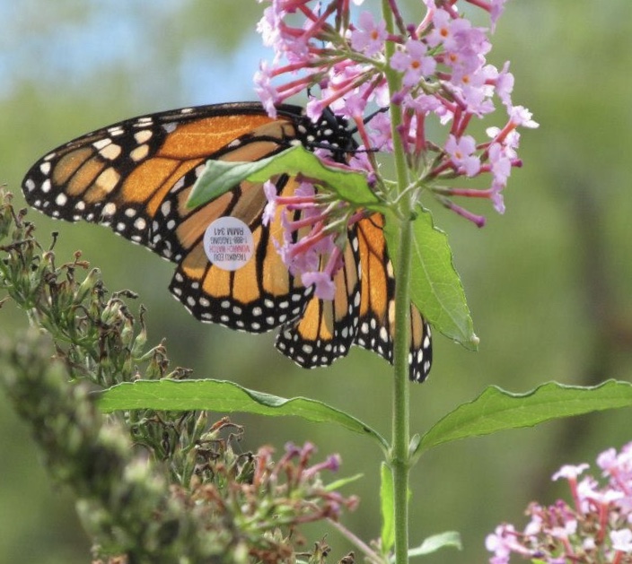 ACF3ECE9-F743-4E47-8D5F-10140E22C952